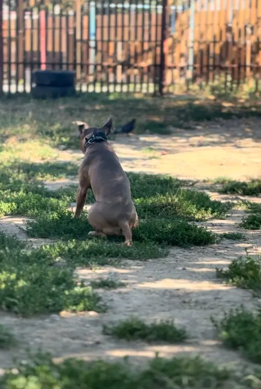 Câine calm lângă porumbei