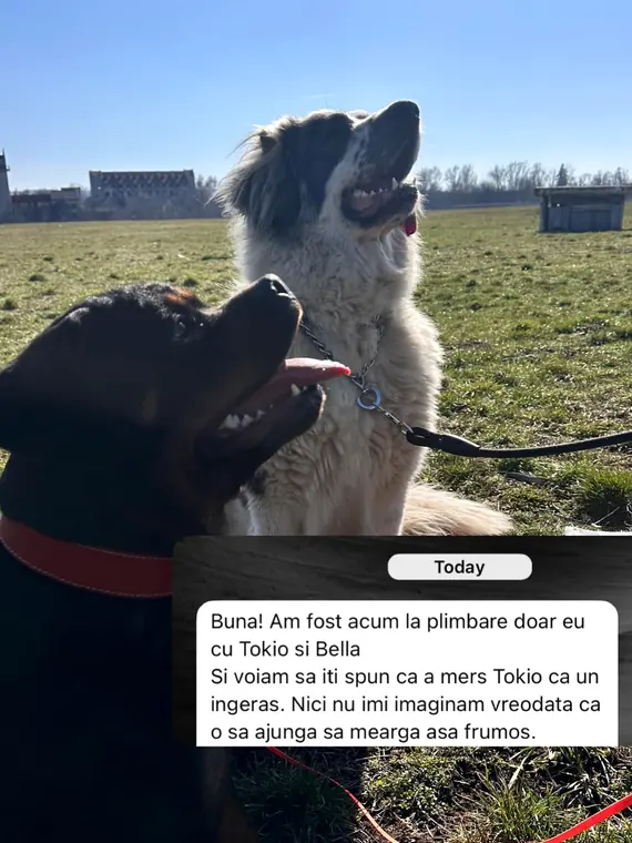 Tokio și Bella la plimbare