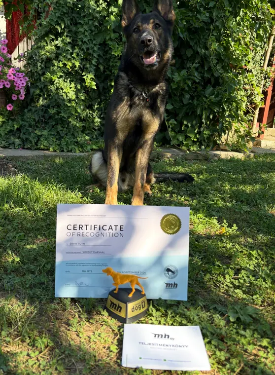 Ziggy cu certificatul MT1 de mantrailing